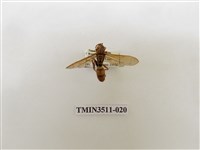 藏品(日本長腳蜂)的圖片